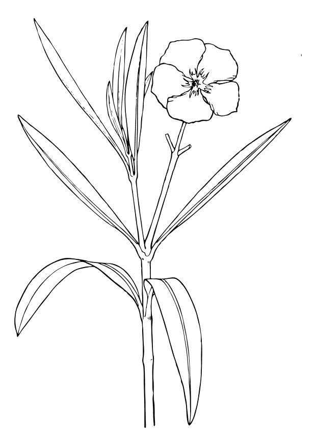 Målarbild oleander- blomma