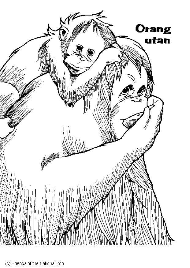 orangutang Målarbild orangutang