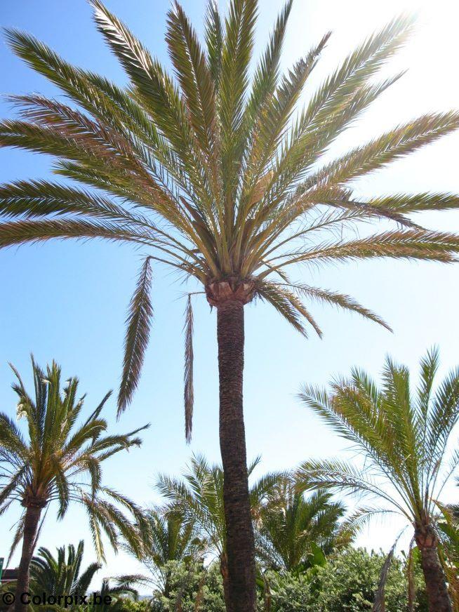 palm Foto palm
