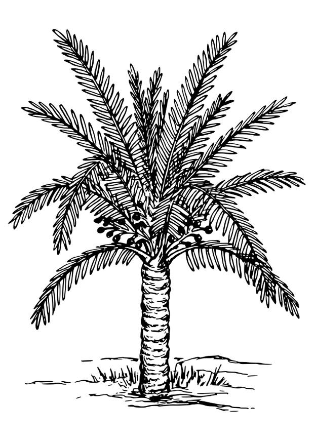 palmtrA¤d Målarbild palmtrA¤d