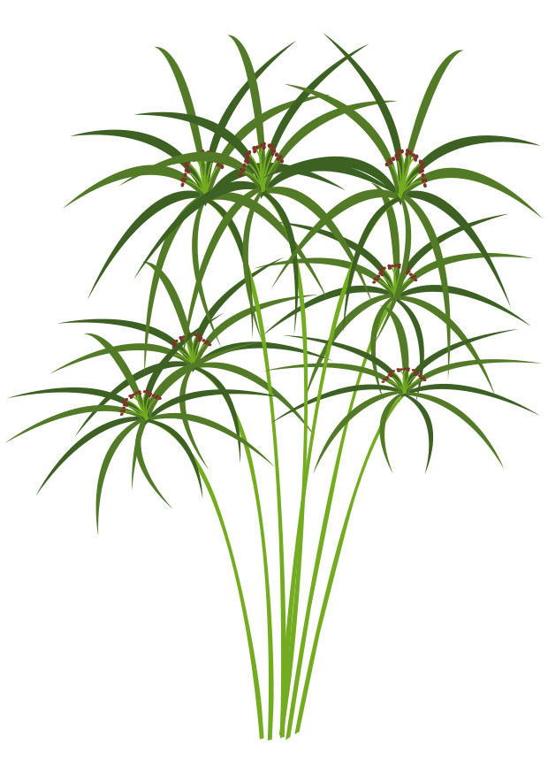 bild papyrus