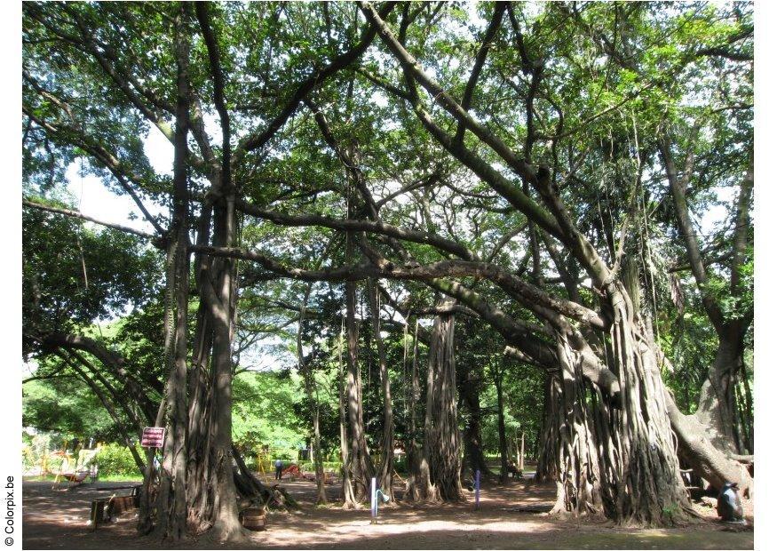 park puna Foto park puna