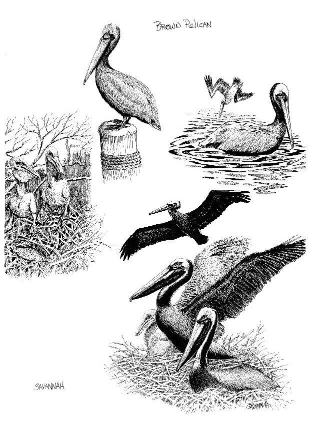 pelikan Målarbild pelikan