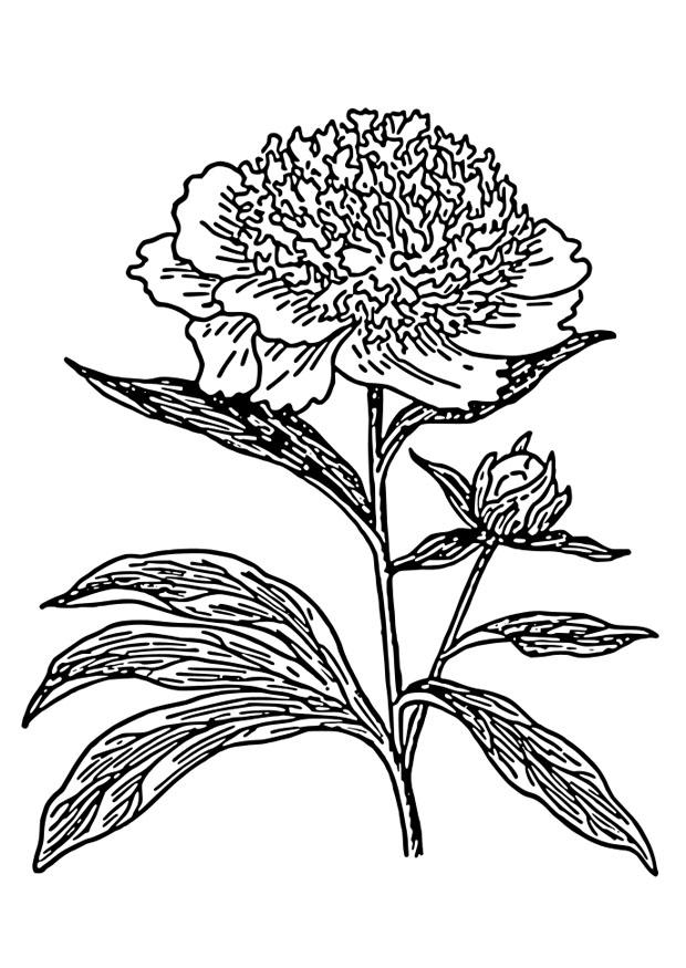 Målarbild pion