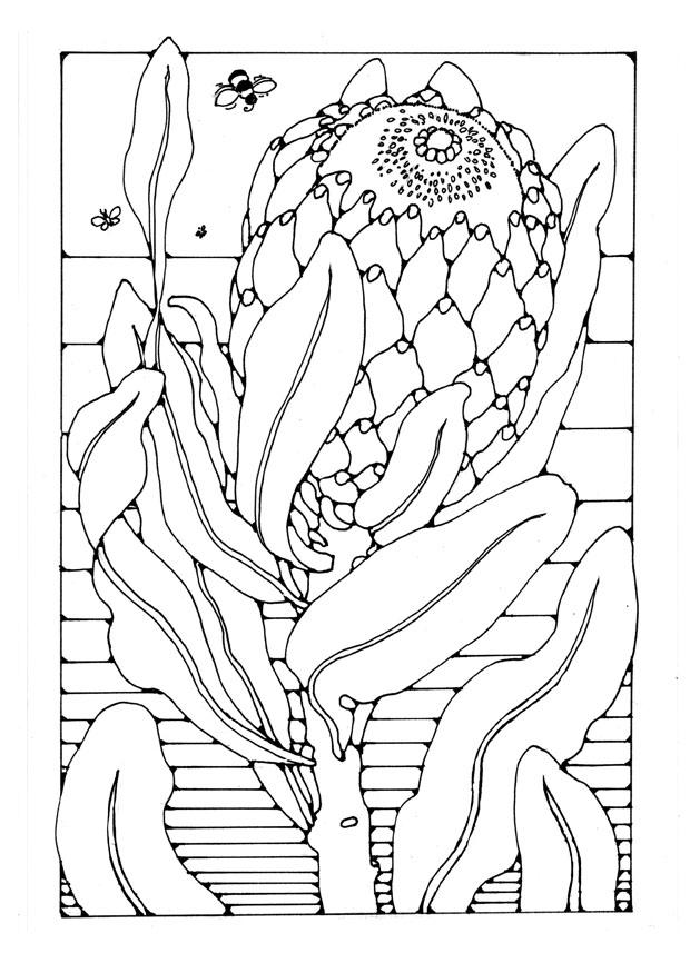 protea Målarbild protea