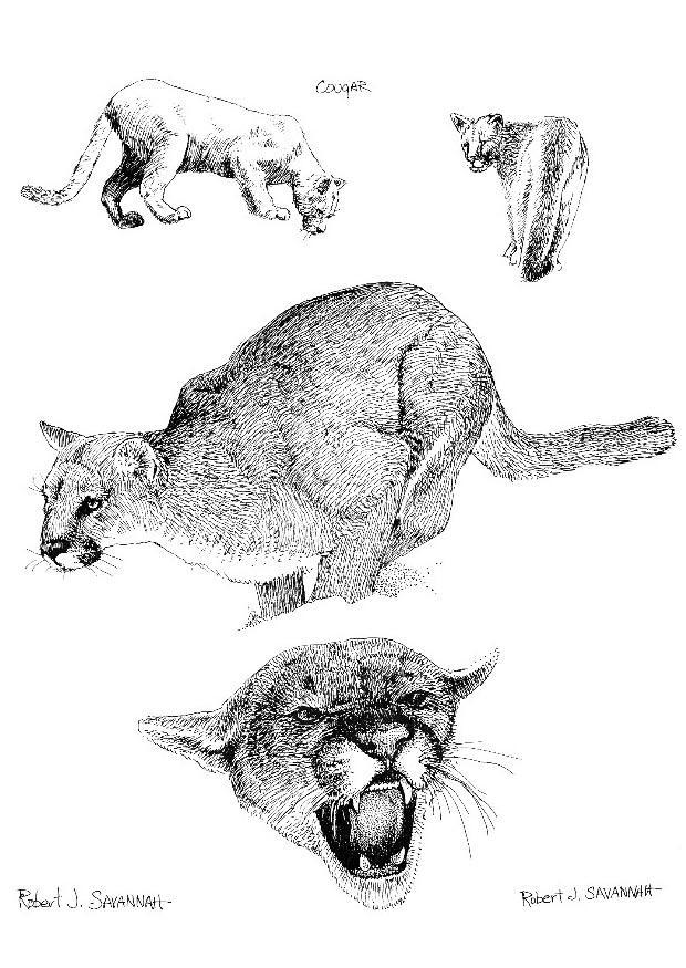 Målarbild puma