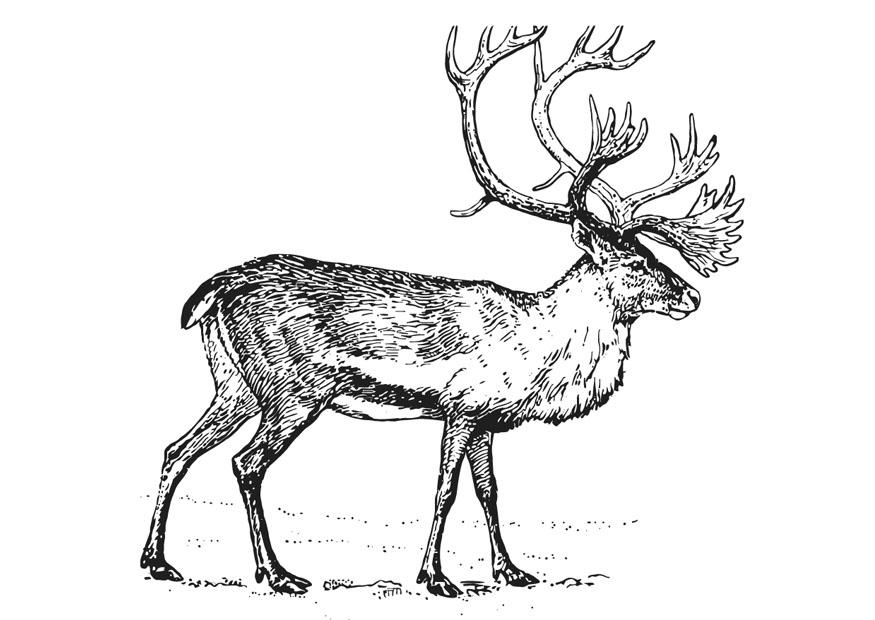 ren Målarbild ren