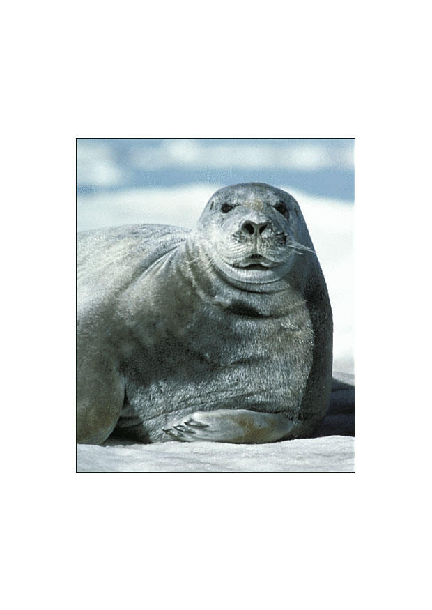 sA¤l Foto sA¤l