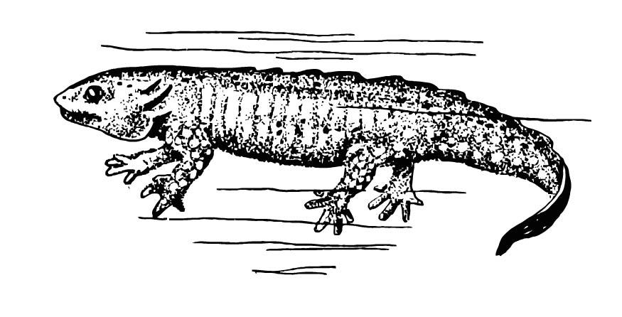 Målarbild salamander