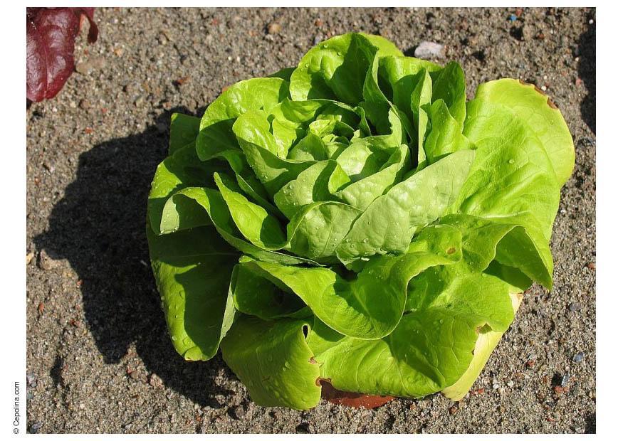 sallad Foto sallad