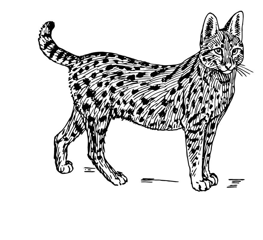 serval Målarbild serval