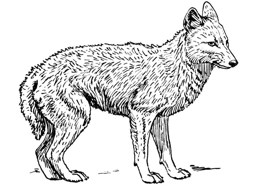 sjakal Målarbild sjakal