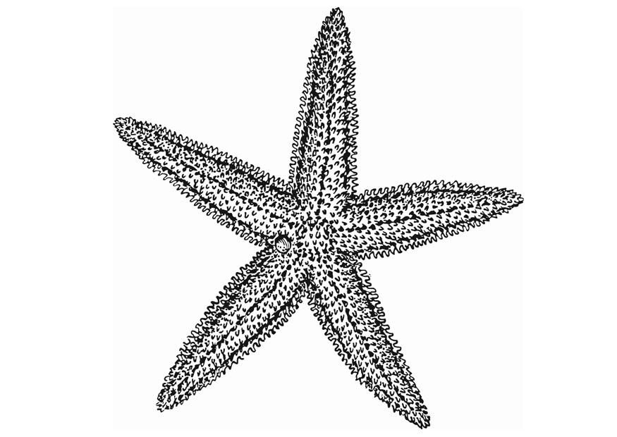 sjA¶stjA¤rna Målarbild sjA¶stjA¤rna