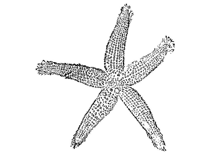 sjA¶stjA¤rna Målarbild sjA¶stjA¤rna