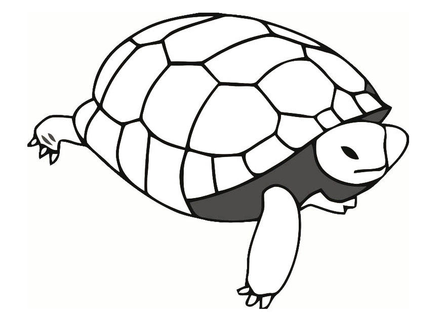 skA¶ldpadda Målarbild skA¶ldpadda