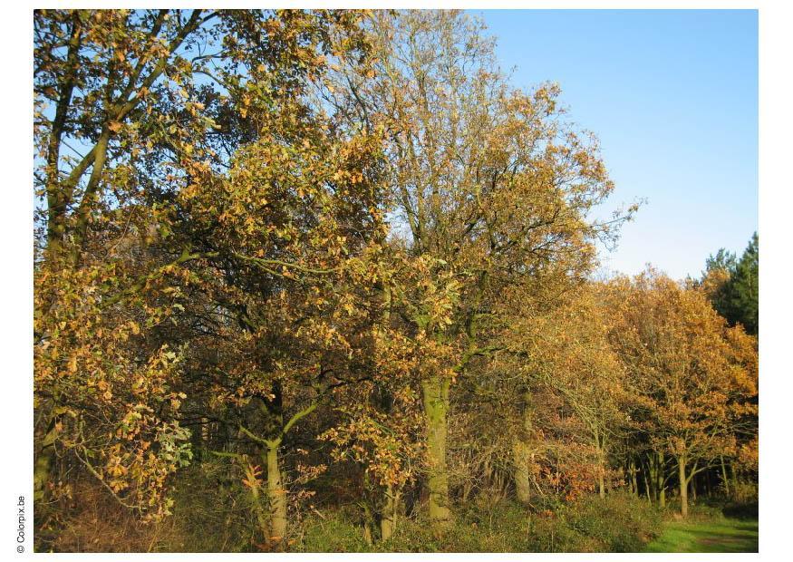 skog Foto skog