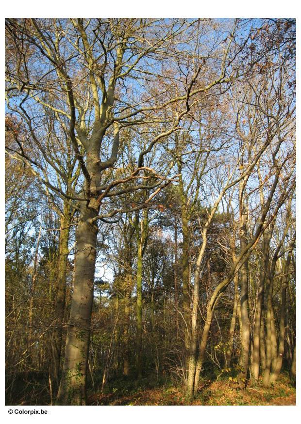skog Foto skog