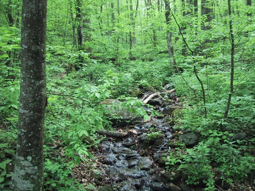skog Foto skog