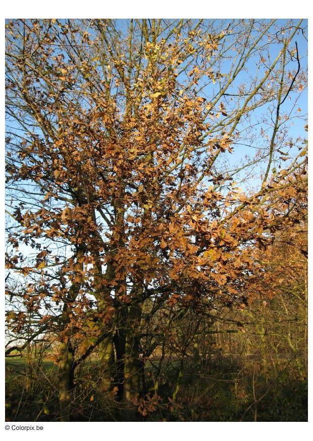 skog - hA¶st Foto skog - hA¶st