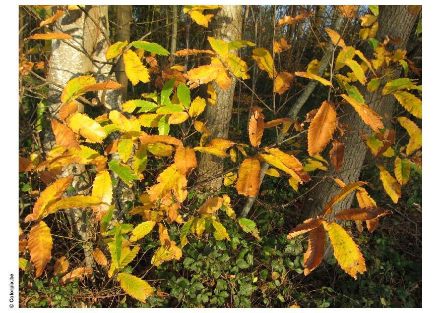 skog - hA¶stlA¶v Foto skog - hA¶stlA¶v