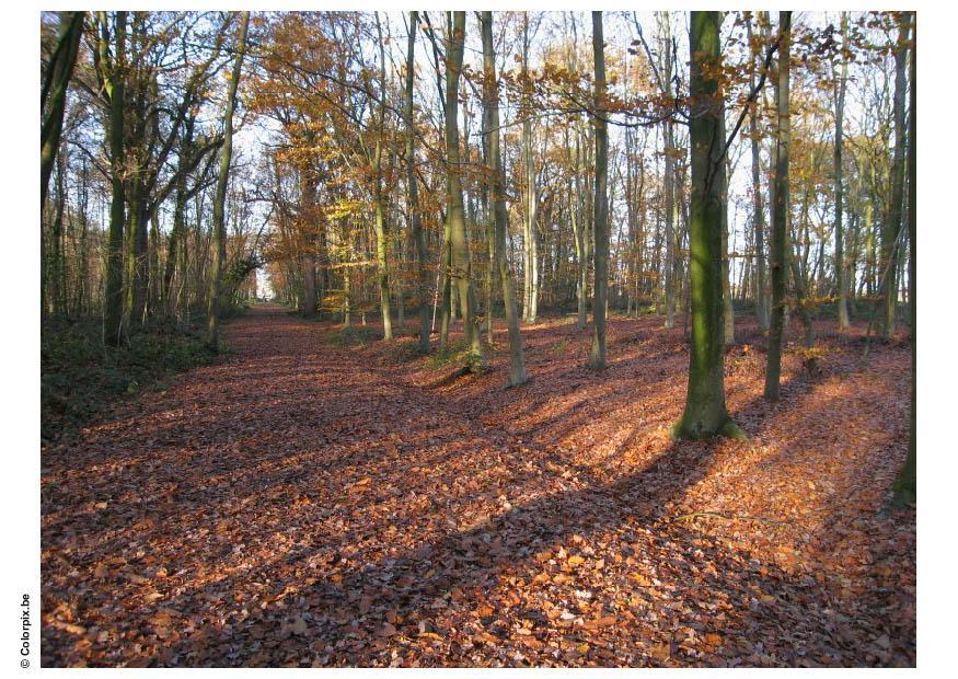 skog - hA¶stlA¶v Foto skog - hA¶stlA¶v