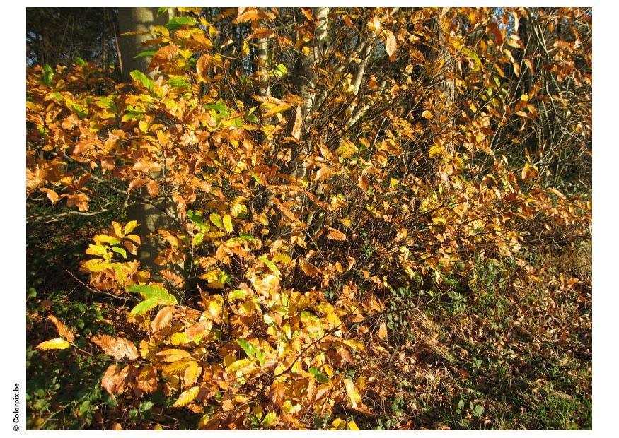 skog - hA¶stlA¶v Foto skog - hA¶stlA¶v