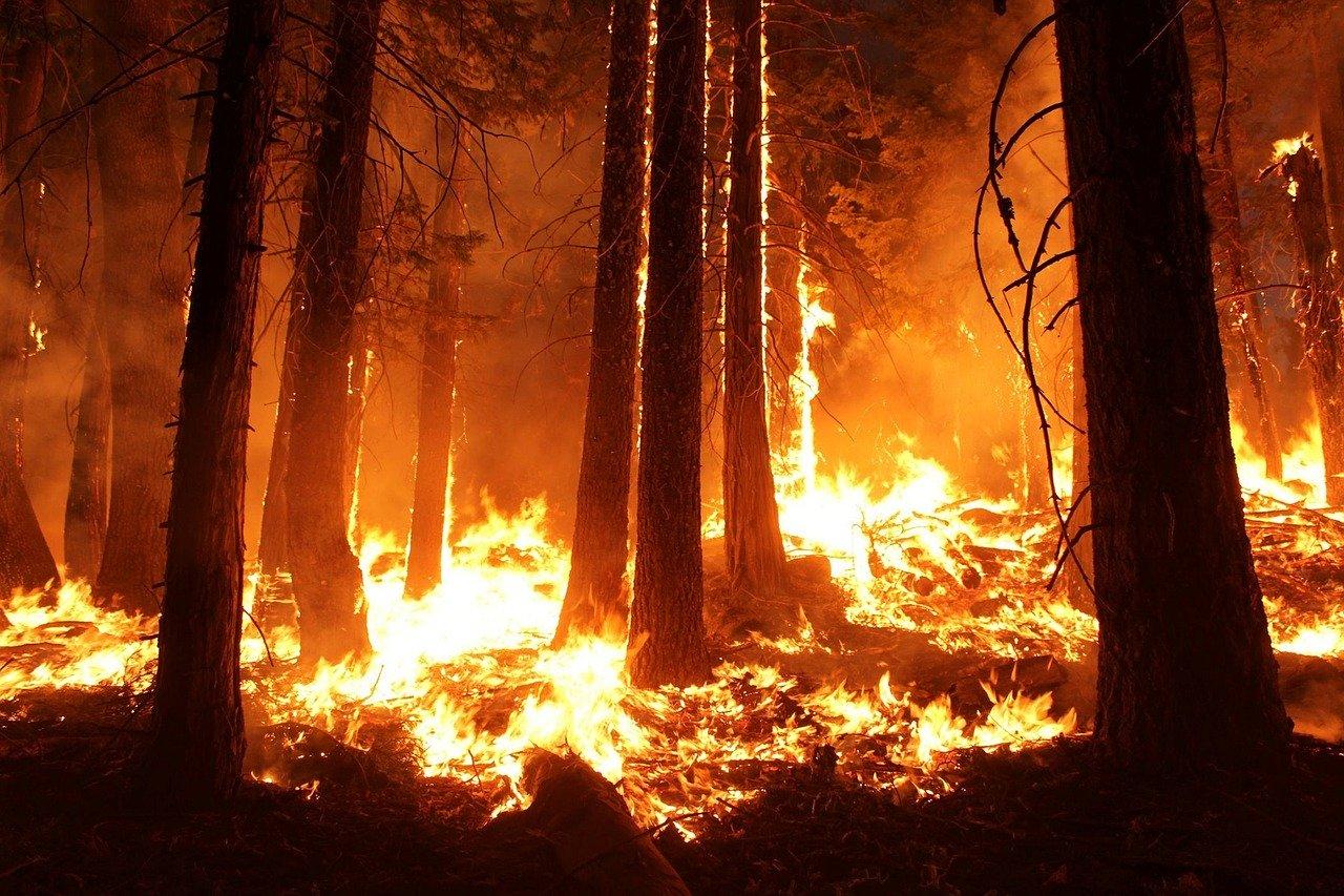 skogsbrand Foto skogsbrand