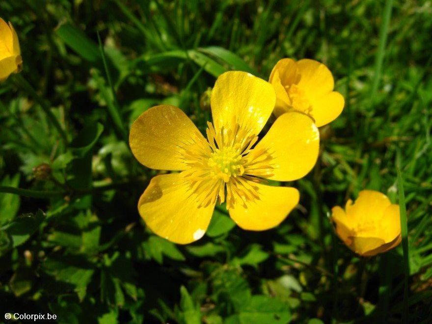 smA¶rblomma 3 Foto smA¶rblomma 3