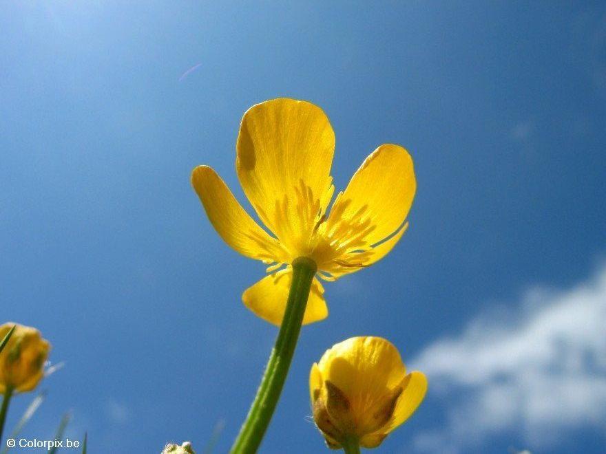 smA¶rblomma 4 Foto smA¶rblomma 4
