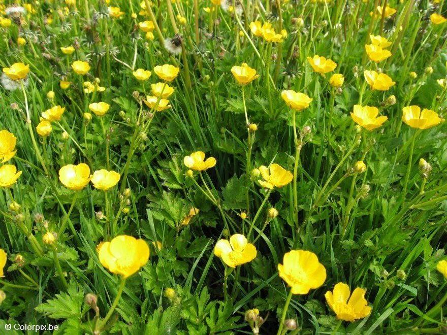 smA¶rblommor Foto smA¶rblommor