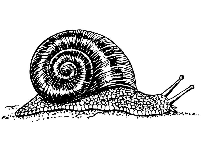 snigel Målarbild snigel