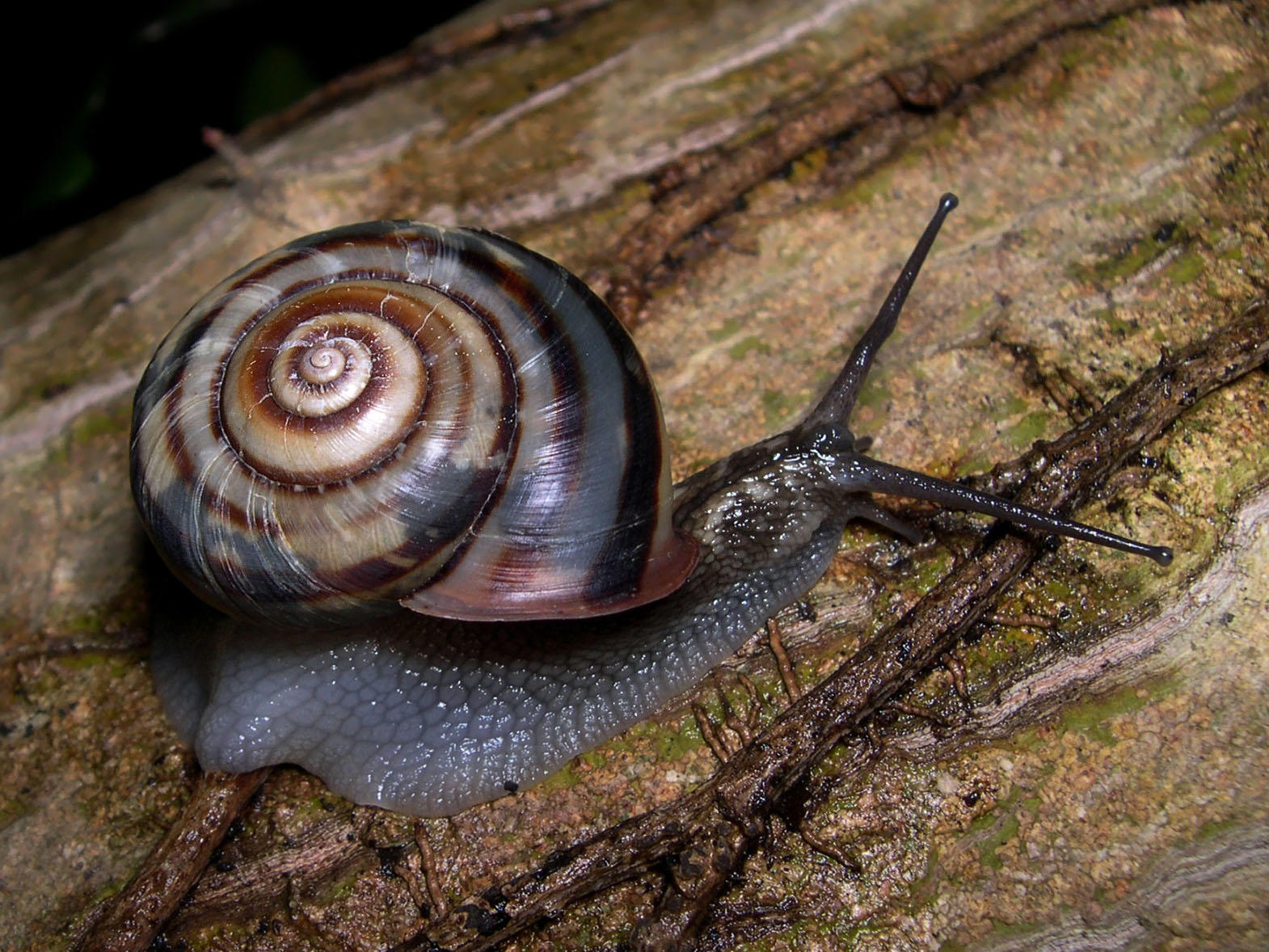 snigel Foto snigel
