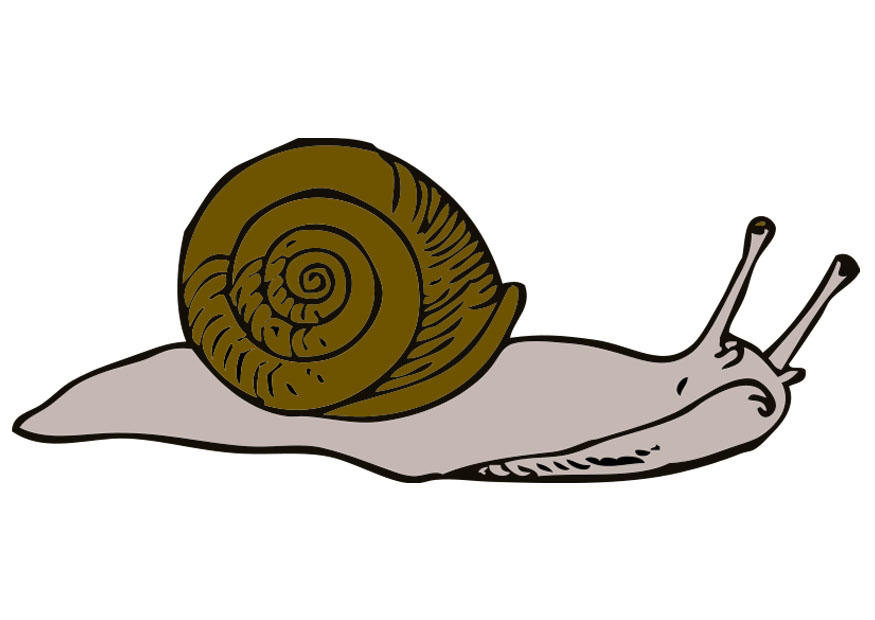 snigel bild snigel
