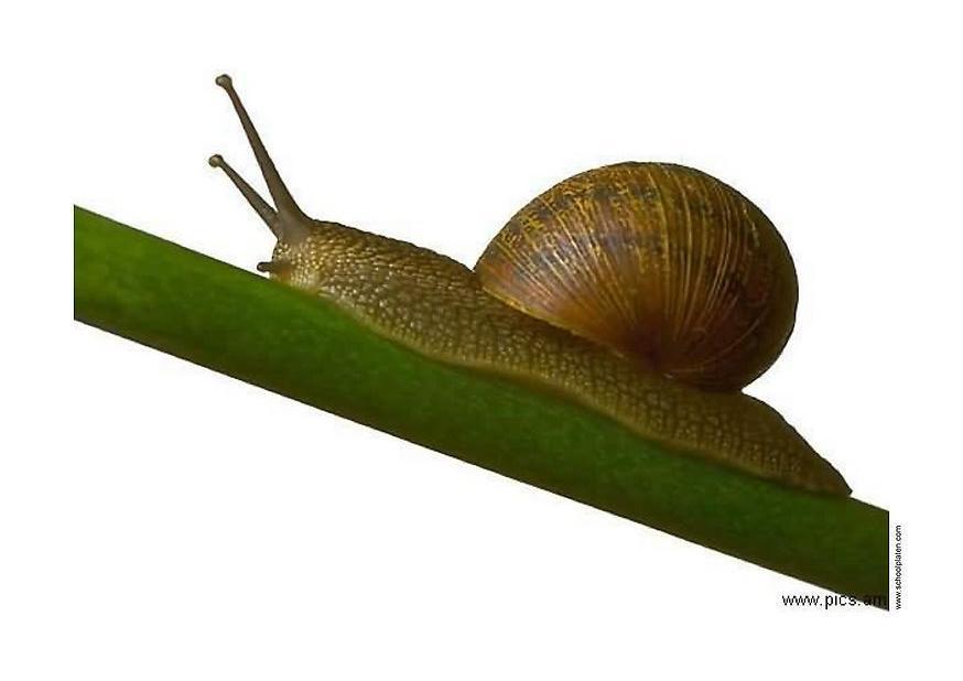 snigel Foto snigel