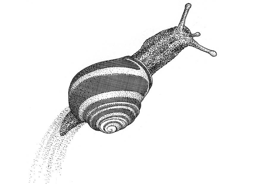 snigel Målarbild snigel