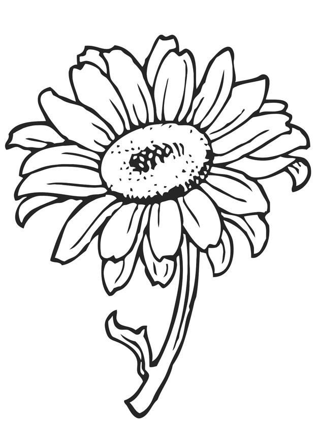 solros Målarbild solros