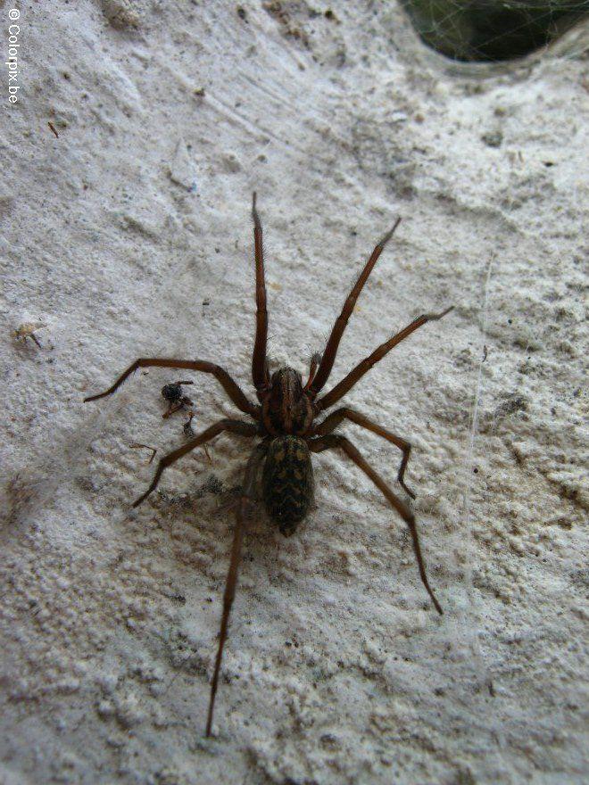 spindel Foto spindel