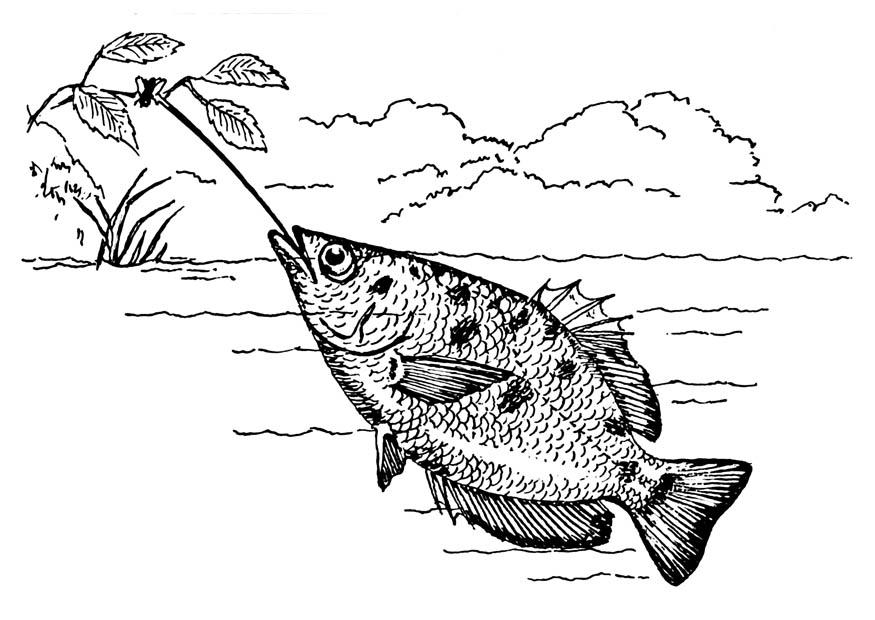 sprutfisk Målarbild sprutfisk