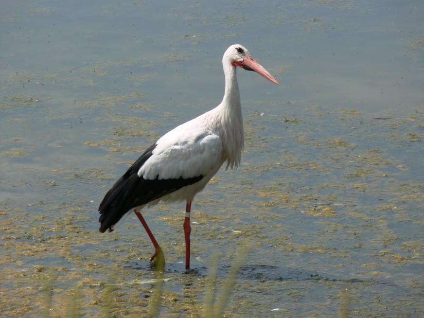 stork Foto stork