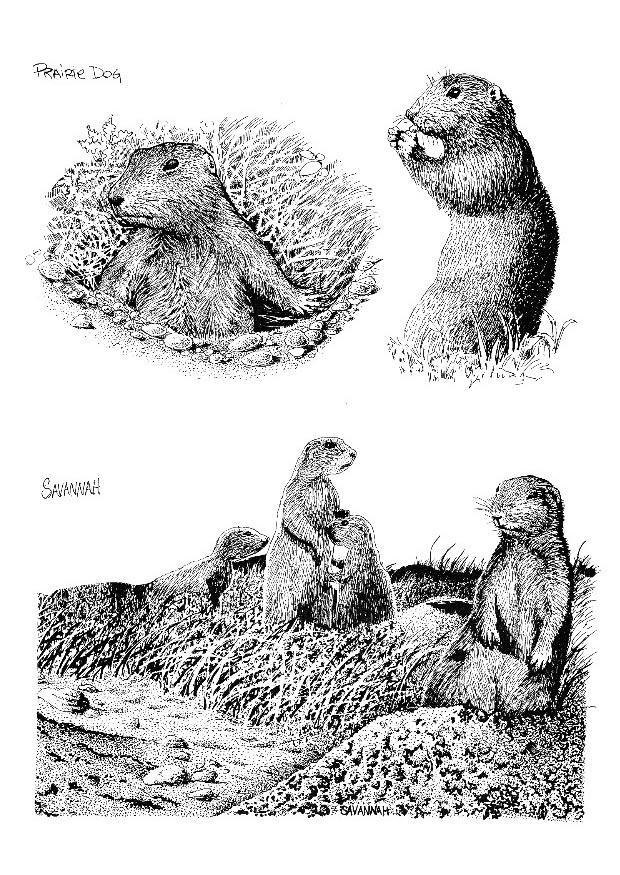 Målarbild surikat