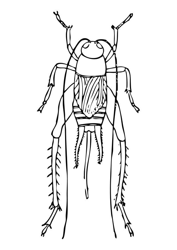 Målarbild syrsa
