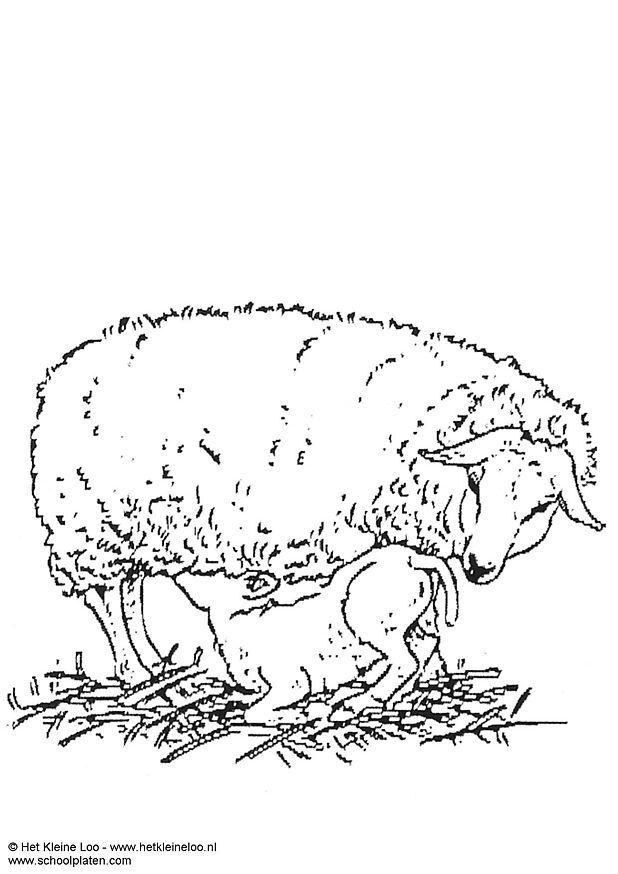 tacka med lamm Målarbild tacka med lamm
