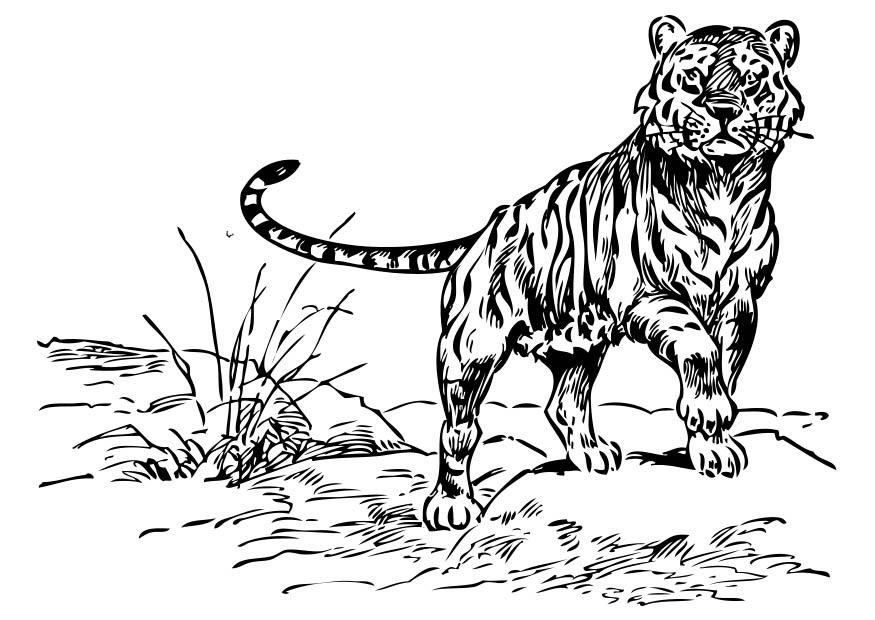 tiger Målarbild tiger