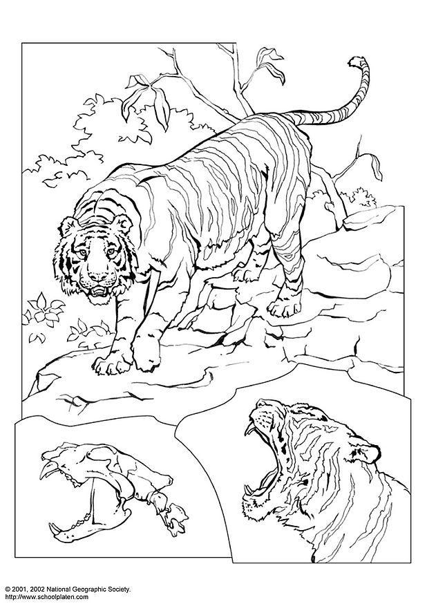 tiger Målarbild tiger