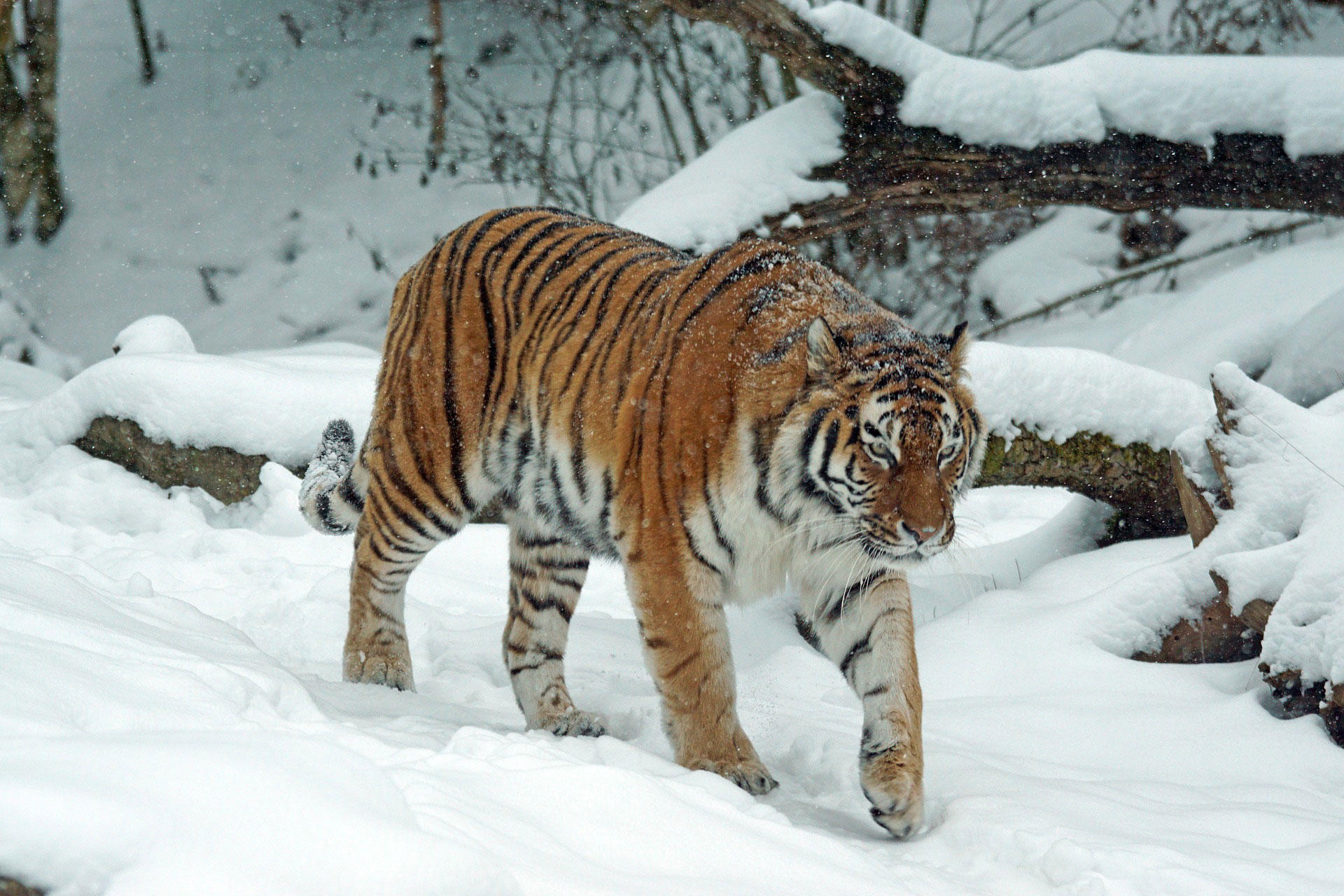 tiger i snA¶ Foto tiger i snA¶