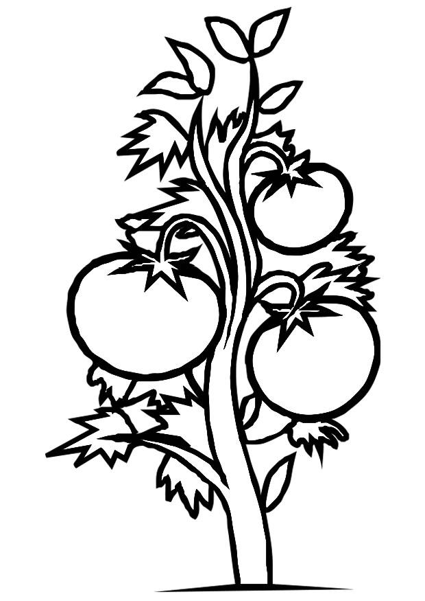 tomatplanta Målarbild tomatplanta