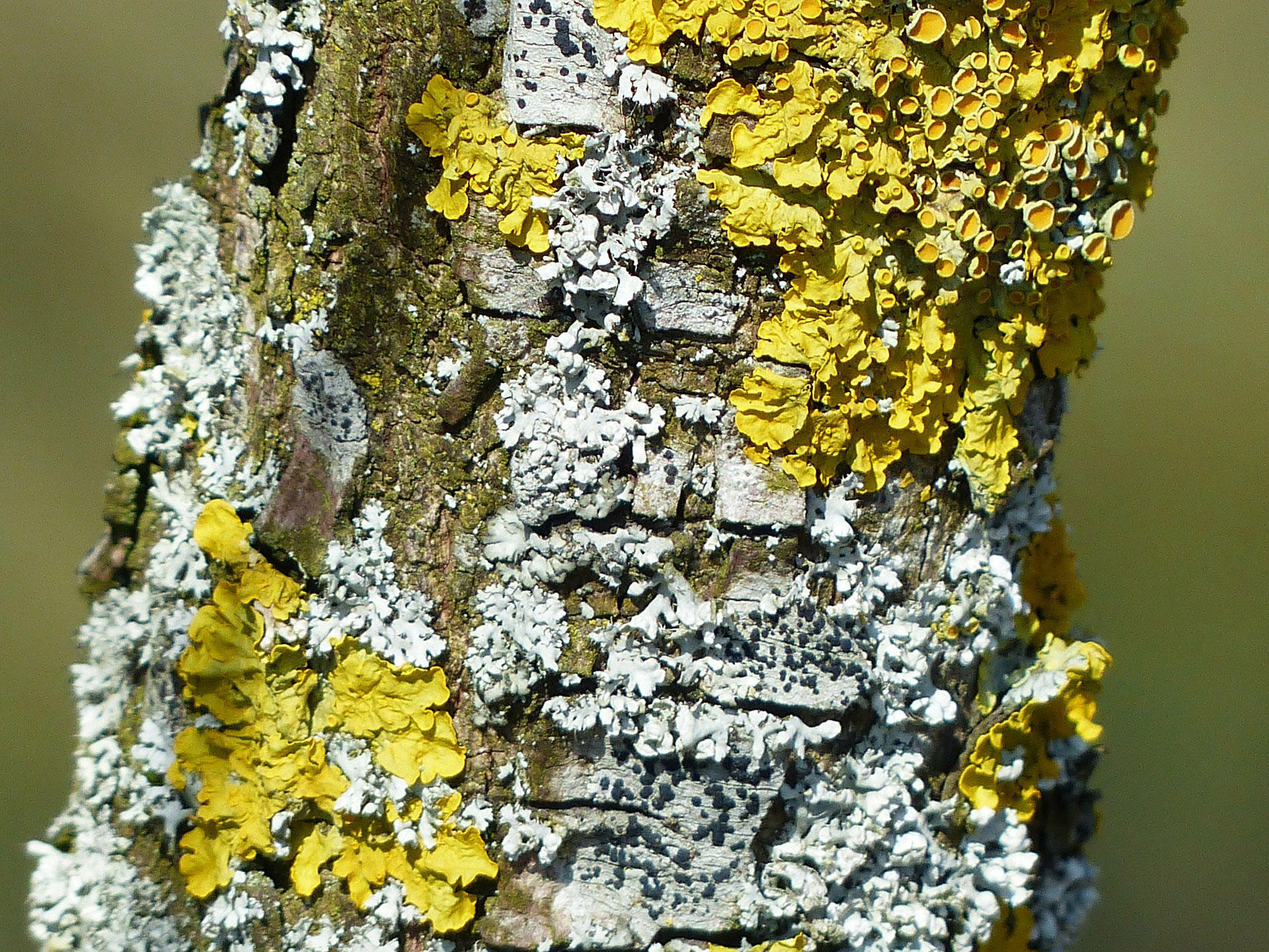 trA¤dstam med mossa Foto trA¤dstam med mossa