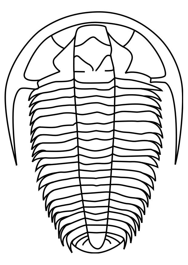trilobit Målarbild trilobit