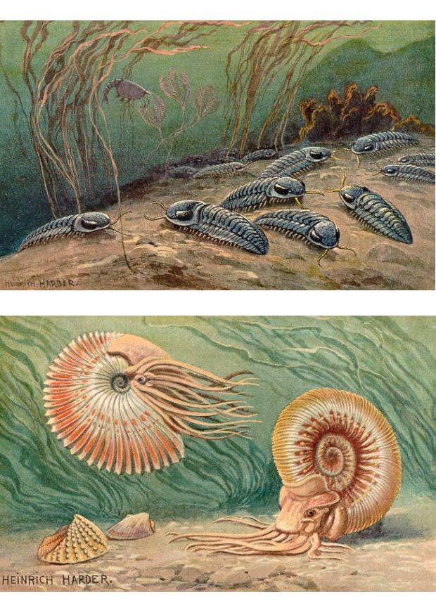 trilobiter och ammoniter bild trilobiter och ammoniter