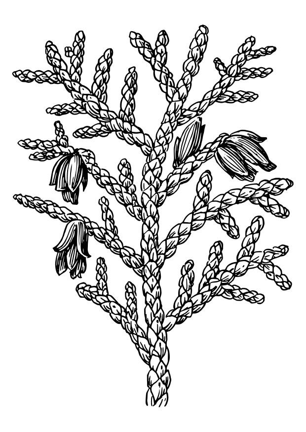 Målarbild tuja